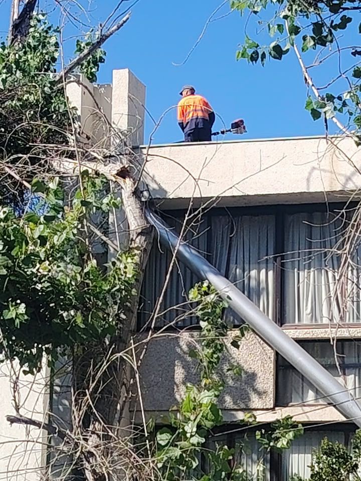 Trabajador de Coopera Pro realizando poda desde un techo.